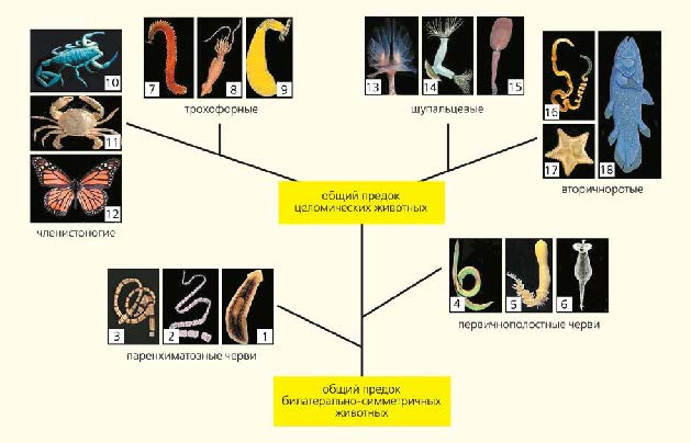 Рис 3а. Рис 3а.